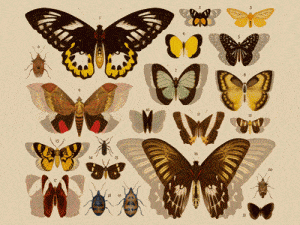 Butterflies - Eleanor Lutz