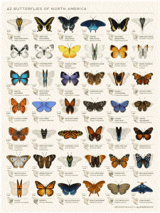 Infográfico de borboletas - Eleanor Lutz